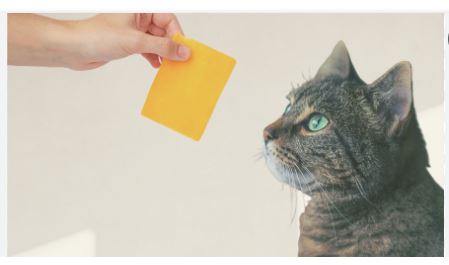 Can Cats Eat Cheese?