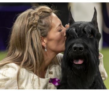 Monty the giant schnauzer wins Best in Show