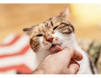 Why Do Cats Lick You