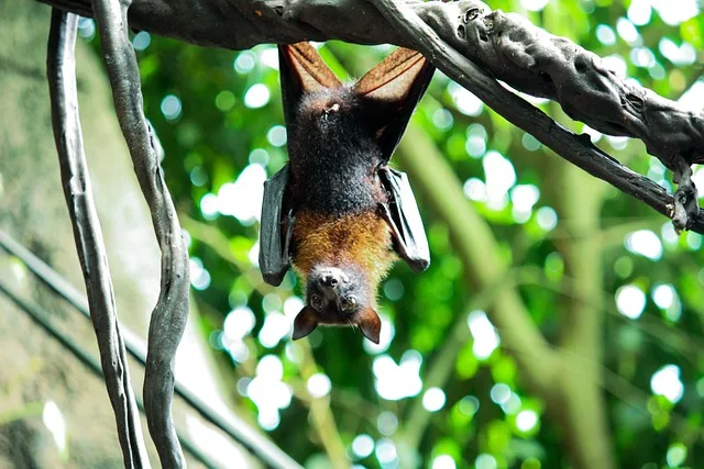 Bats