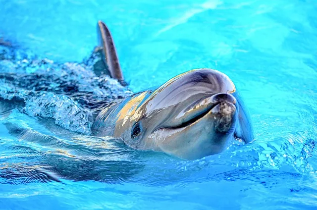 Dolphins