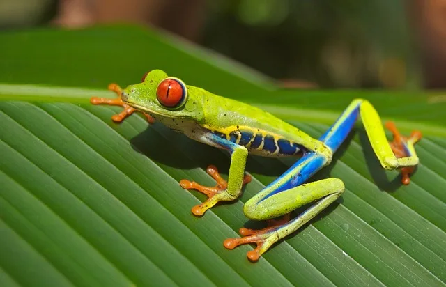 Frogs