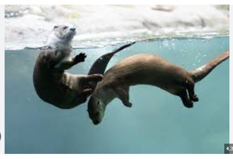 Otter