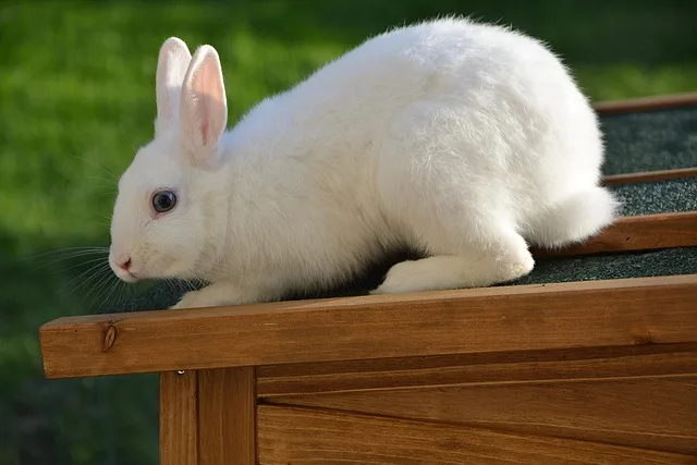 Rabbits