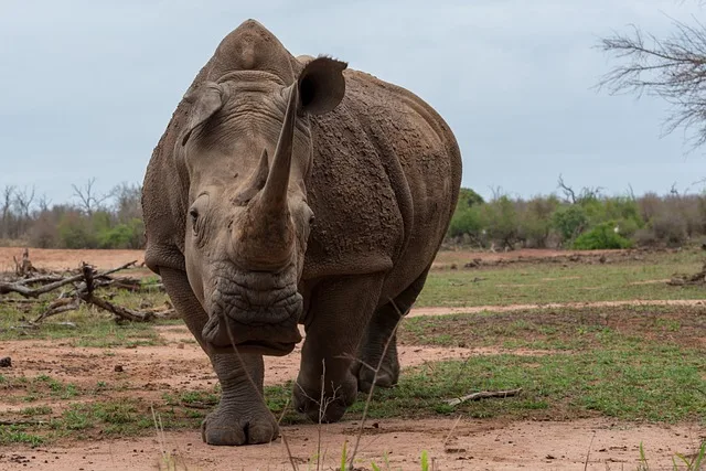 Rhinos