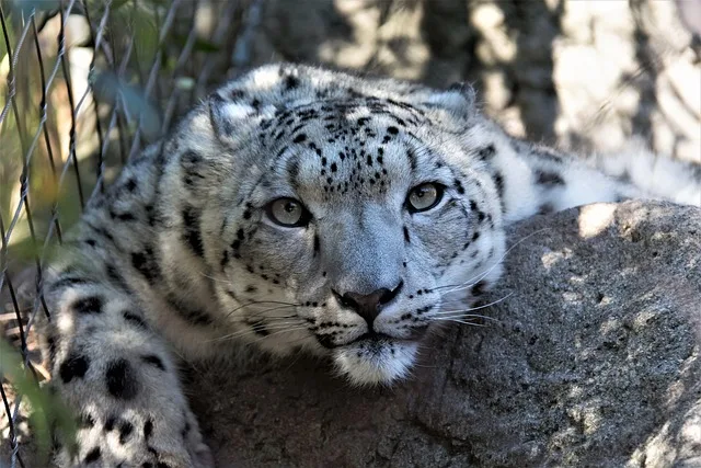 Snow Leopard