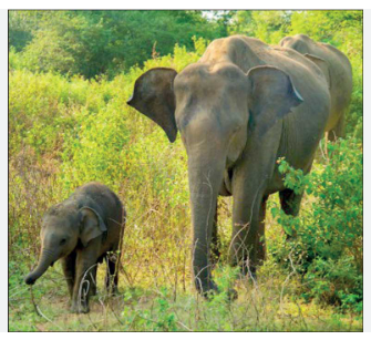 Elephant