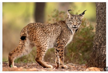 The Lynx