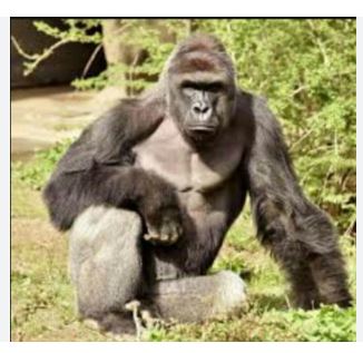 The Majestic Gorillas