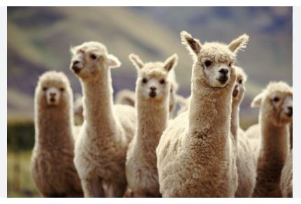 alpacas