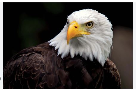 american eagle