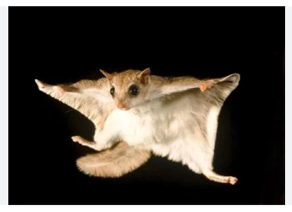flying squirrels