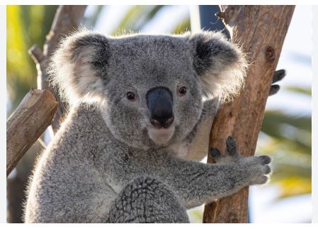 koalas
