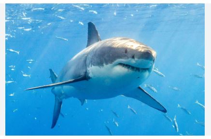Sharks
