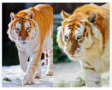 the golden tiger