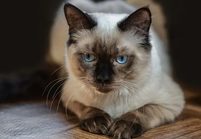 Ragdoll Cats