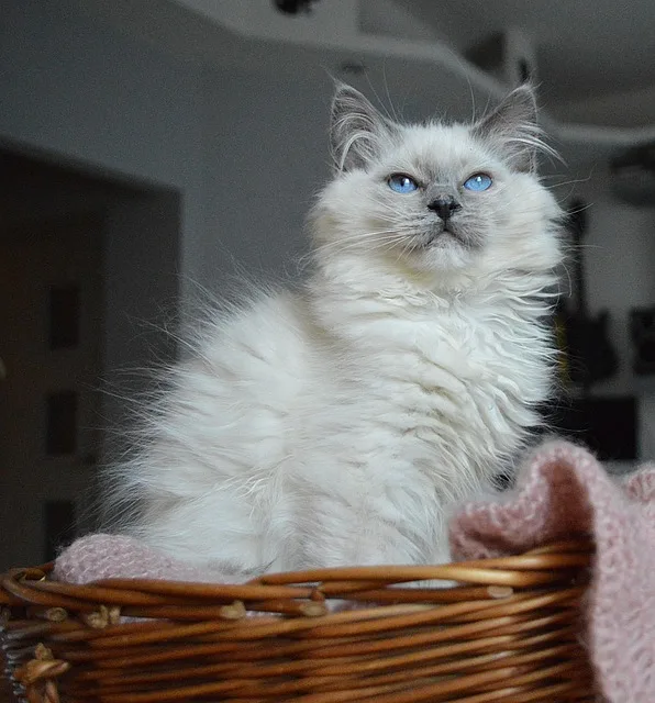 Blue Lynx Point Ragdoll Cats