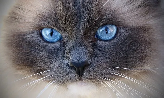 Blue Point Mitted Ragdoll Cats