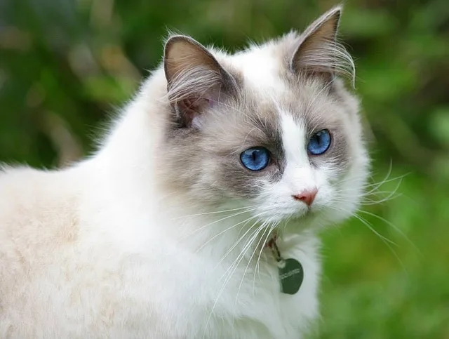 Blue Seal Point Ragdoll Cat