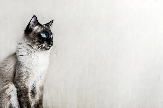 Black and White Ragdoll Cats