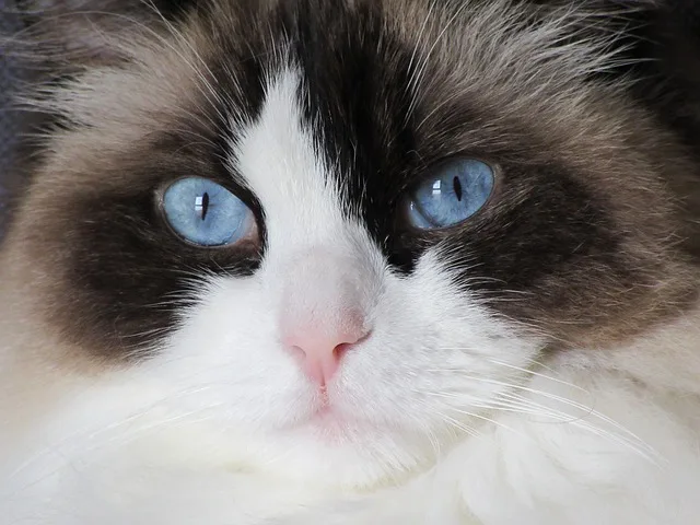 Ragdoll Cats