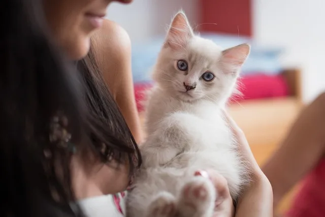 Cinnamon Ragdoll Kittens