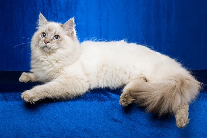 Full grown Blue Point Ragdoll
