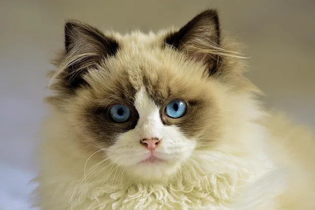 Ragdoll kitten cost