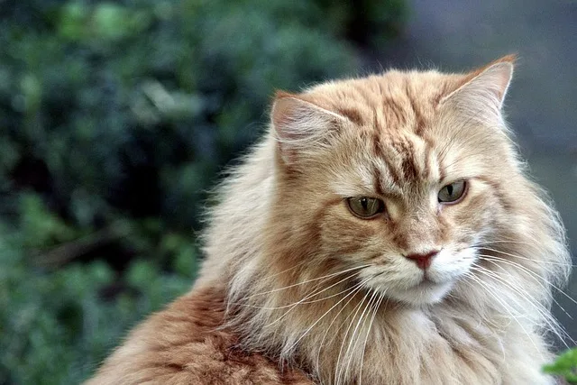 Maine Coon cross Ragdoll