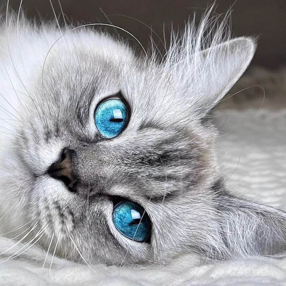 Half Ragdoll Half Domestic Cat