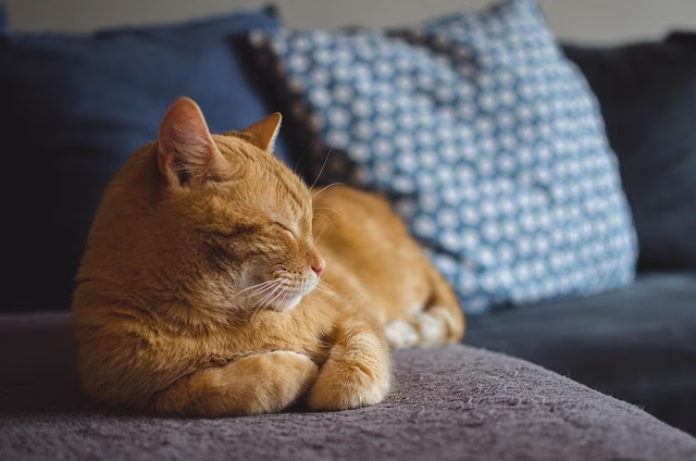 Best Cat Breeds for Small Apartments in Europe