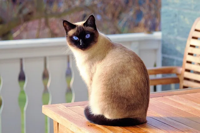 Siamese cat blue eyes