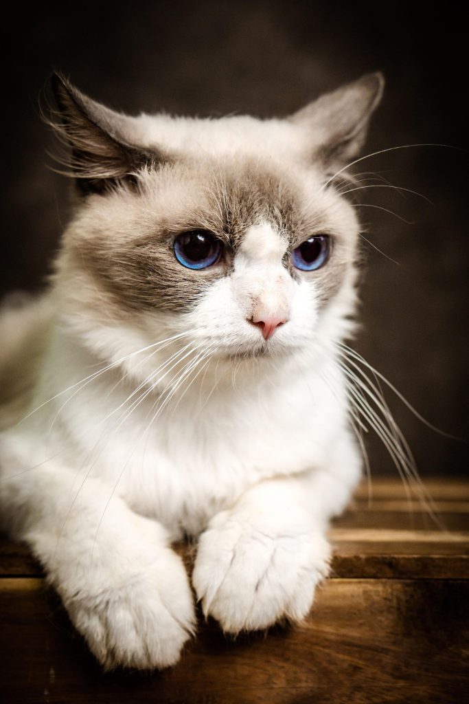 Ragdoll Cat Personality for Beginners